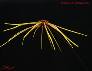 Bulbophyllum makoyanum