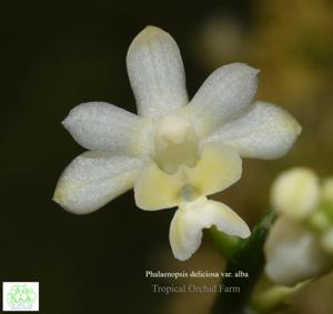 Phalaenopsis deliciosa