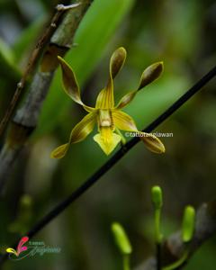 Dendrobium trilamellatum