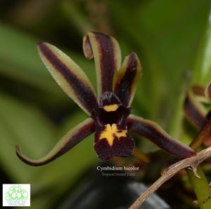 Cymbidium bicolor