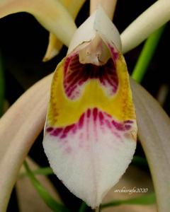 Cattleya iricolor