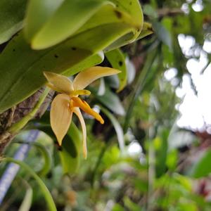Bulbophyllum pileatum