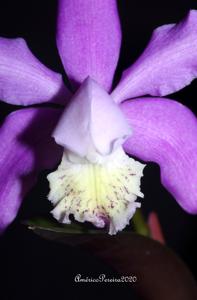 Cattleya kerrii