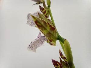 Zygopetalum maculatum