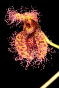 Stelis villosa