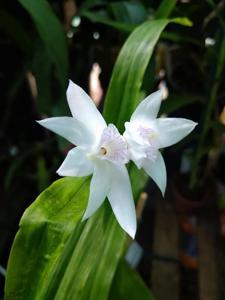Thunia alba var. bracteata