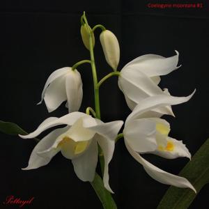 Coelogyne mooreana