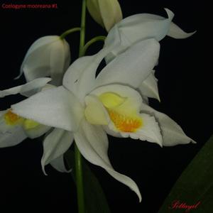 Coelogyne mooreana