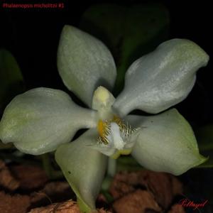 Phalaenopsis micholitzii