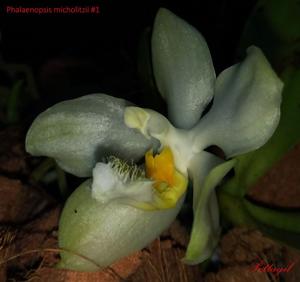 Phalaenopsis micholitzii