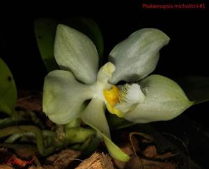 Phalaenopsis micholitzii