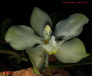 Phalaenopsis micholitzii