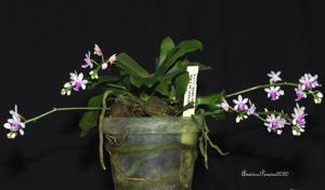 Phalaenopsis deliciosa