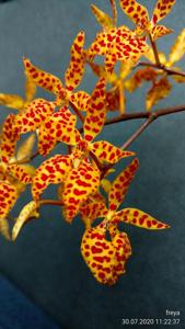 Renanthera monachica