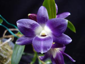 Dendrobium victoriae-reginae