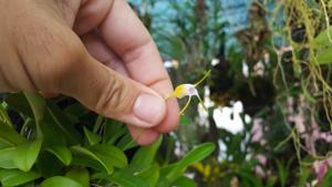 Masdevallia paivaeana