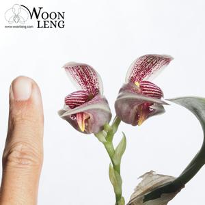 Bulbophyllum reticulatum