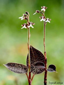 Anoectochilus brevilabris