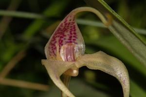 Masdevallia schmidt-mummii