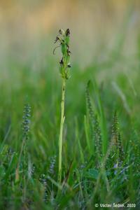 Platanthera bifolia