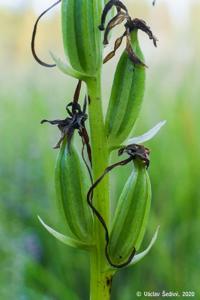 Platanthera bifolia