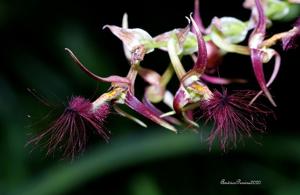 Bulbophyllum barbigerum