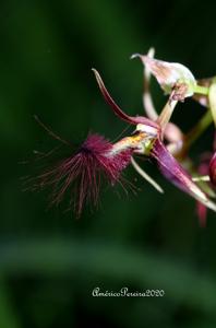 Bulbophyllum barbigerum