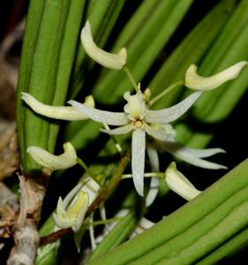 Dendrobium wassellii