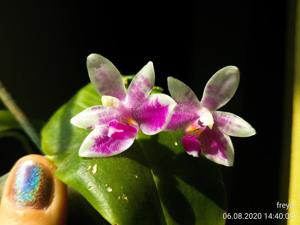 Phalaenopsis modesta