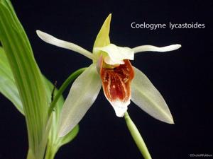 Coelogyne lycastoides