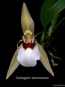 Coelogyne lawrenceana