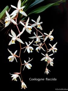 Coelogyne flaccida