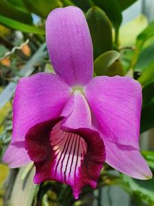 Cattleya bicalhoi