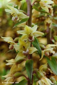 Epipactis purpurata