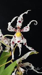 Oncidium naevium