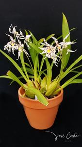 Oncidium naevium