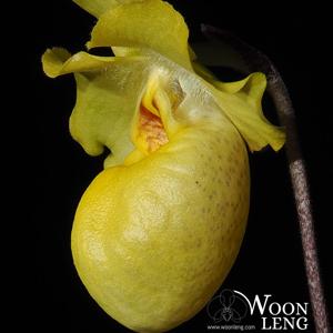 Paphiopedilum armeniacum