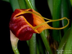 Masdevallia corniculata