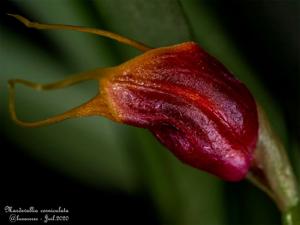 Masdevallia corniculata