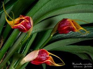 Masdevallia corniculata