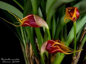 Masdevallia corniculata