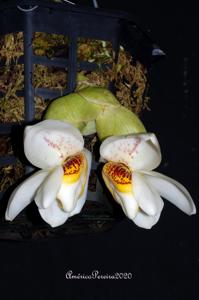 Stanhopea ecornuta