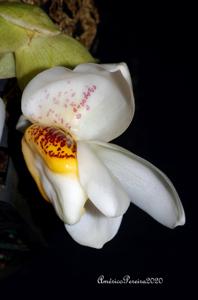 Stanhopea ecornuta