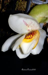 Stanhopea ecornuta