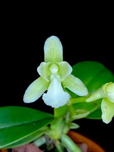 Phalaenopsis japonica