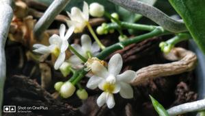 Phalaenopsis deliciosa