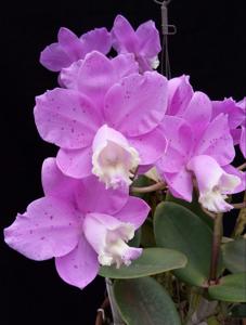 Cattleya loddigesii