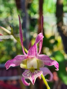 Dendrobium leporinum