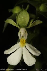 Calanthe argenteostriata