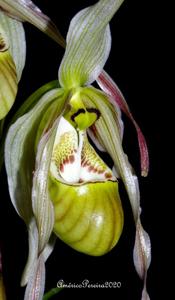 Phragmipedium pearcei